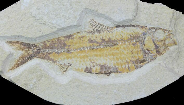 Large, Fossil Fish (Knightia) - Wyoming #88588